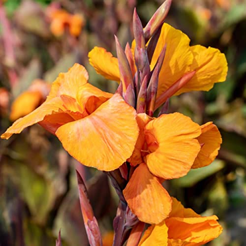 Canna 'Orange Taney', a Great Live Pond Plant for Your Water Garden. Filters koi and Goldfish Ponds. Good for Bogs, Plant Shelf or Shallow Water This marginal Aquatic is a Real Beauty - color: Canna 'Orange Taney'