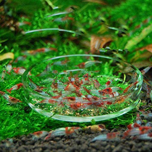 Shrimp Feeding Dish Clear Glass Bowls 3.9" 5" 2" 2.4" Round Tray Fish Tanks Aquarium Feeders Food B Cup Dish - size: XS