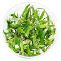 Cryptocoryne Lucens Tissue Culture Live Aquarium Plant Tropical Freshwater Decorations BUY2GET1FREE