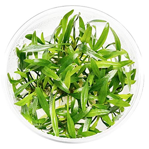 Cryptocoryne Lucens Tissue Culture Live Aquarium Plant Tropical Freshwater Decorations BUY2GET1FREE