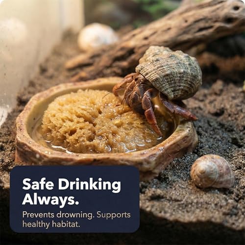 Hermit Crab- All Natural Sea Sponges - 5 Pack Unbleached, Provides Nutrients, Safer Drinking, Helps Maintain Habitat Tank Humidity and Aquarium Decor, Premium Care for Your Crabs