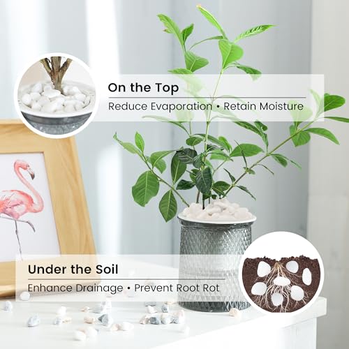 SIDONG 20 lbs White River Rocks, 1.2-2 Inches Matte Pebbles for Indoor Plants, Aquarium Rocks Used in Fish Tank, Decorative Stones for Plants, Vases, Home Décor, Crafting, Garden Landscaping - color: White, size: 20 lbs,1.2-2inch