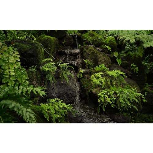 Tropical Rainforest Aquarium Background Tranquil Stream Mossy Rocks Fish Tank Background Serene Jungle Plants Green Leaves Terrarium Backgrounds Tropical Woodland Reptile Tank Backgrounds 24x12in - color: Light Green, size: 24(W)x12(H)in