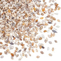 PH PandaHall 1290pcs Tiny Sea Shells No Hole Seashells Natural Conch Seashell Bulk for Resin Crafts Candle Making Vase Fillers Fish Tank Mirror Decoration Oceaan Beach Theme Party 7~15mm