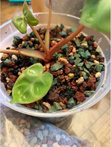 45lb Mix Lava Rocks for Plants in Door -Gravel Pebbles for Bonsai Succulent Cactus Potting Soil and Vase Fillers, Fairy Gardening,Top Dressing - color: Mix Gravel, size: 45lb