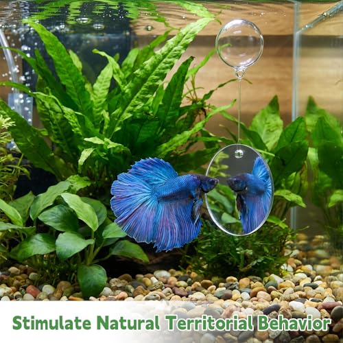Betta Fish Tank Accessories, 2 Pcs Betta Exercise Ring and Bettas Mirror with Floating Ball, Plastic Bettas Fish Toys for Enrichment Aquarium, Fish Training & Play
