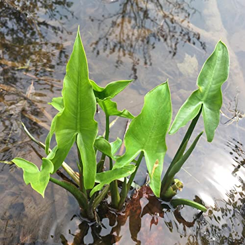 Chalily Arrow Arum, a Great Live Pond Plant for Your Water Garden. Filters The koi and Goldfish Pond. Good for Bogs, Plant Shelf or Shallow Water This marginal Aquatic is a Real Beauty - color: Arrow Arum