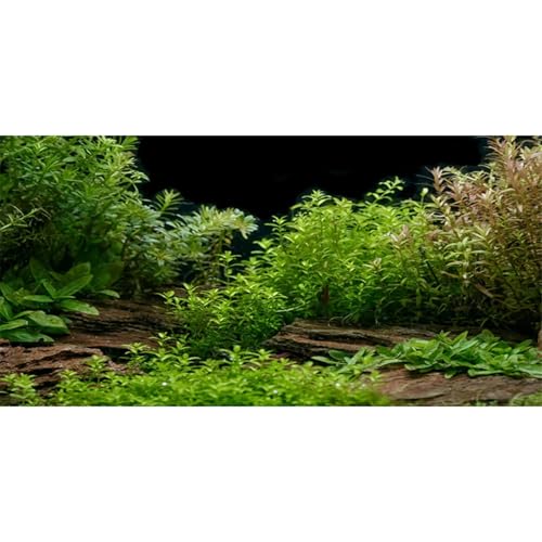 AWERT Aquarium Background River Bed & Lake Aquatic Plant Fish Tank Background Vinyl 24x12 inches - size: 24x12in/60x30cm