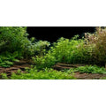 AWERT Aquarium Background River Bed & Lake Aquatic Plant Fish Tank Background Vinyl 48x20 inches - size: 48x20in/120x50cm