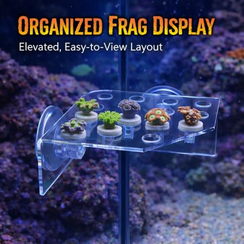 kcrygogo 13 Plug Holes Coral Frag Rack Clear Acrylic Holder Aquarium Fish Tank Button Coral Reef Broken Frame Enhanced Suction Cup (2 Pack)
