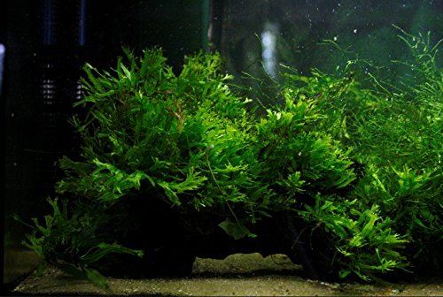 Microsorum Pteropus Windelov Java Fern Lace Potted Freshwater Live Aquarium Plants Decoration Fish Tank by greenpro