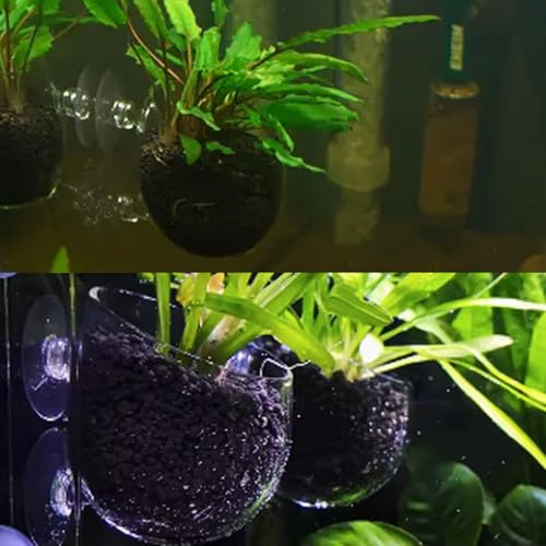 WHJY Clear Glass Aquarium Suction Cups, Round Plant Holder, Fish Tank Plant Pots - Set of 2, Transparent