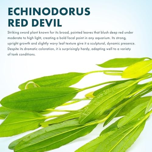 SubstrateSource Echinodorus Red Devil Sword Live Plant for Freshwater Aquariums, Natural Fish Tank Decorations, and Aquatic Decor (1 Pot (2-3 Plants)) - color: Ech. Red Devil, size: 1 Pot