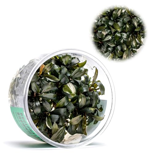 Ultum Nature Systems Live Tissue Culture - Bucephalandra Brownie Phoenix - Easy, Low-Med Light - Dark Green, Red, Purple Accent - Foreground to Midground - 100% Snail Free Grown In-Vitro - Regular Cup - color: Bucephalandra Brownie Phoenix - Regular