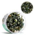 Ultum Nature Systems Live Tissue Culture - Bucephalandra Brownie Phoenix - Easy, Low-Med Light - Dark Green, Red, Purple Accent - Foreground to Midground - 100% Snail Free Grown In-Vitro - Regular Cup - color: Bucephalandra Brownie Phoenix - Regular