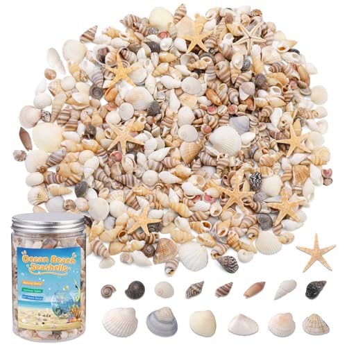 1200 Pcs Tiny Sea Shells, Seashells for Crafts with Small Shells Starfish Mixed Ocean Beach Spiral Seashells for Beach Party, Fish Tank and Vase Filler, Wedding Decor, Diy Jewelry Candle Making