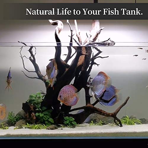 majoywoo Natural Coral Driftwood for Aquarium Decor Fish Tank Decorations, Assorted Driftwood Branch 6-10" 3 Pcs, Reptile Decor… - size: Mopani Driftwood 6 to 10 Inch (Pack of 3)