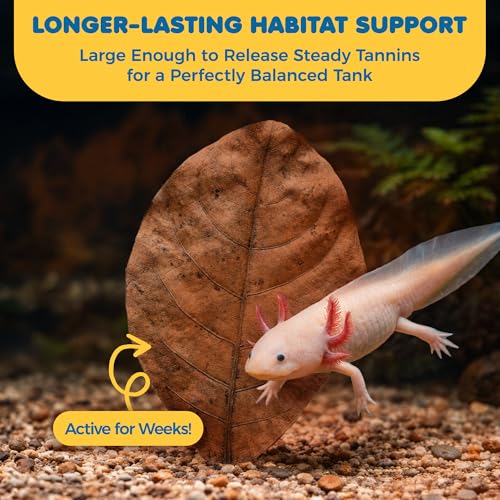 SunGrow 10 Pack Axolotl Indian Almond Leaves for Aquarium, 8-Inches, Catappa Leaf Soothes Pet’s Slime Skin, Aquarium Water Conditioner Leaves Improves Tank Water Quality, Speeds Up Recovery Process - style: Large (8")