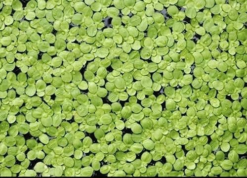 1000+ Live Duckweed – Vibrant Green Floating Plants for Aquariums, Ponds, aquaponics! Great Food for KOI, Goldfish, Turtles, Cichlids! Improves Water Quality! Buy 2 G E T1FREE!