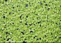 6000+ Live Duckweed – Vibrant Green Floating Plants for Aquariums Ponds aquaponics! Great Food for KOI, Goldfish, Turtle, Cichlids! Improves Water Quality! Buy 2 G E T 1 Free!