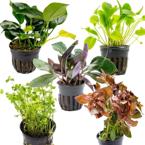 Swimming Creatures Live Aquarium Plants (4 Potted Plants) - color: 4 POTTED PLANTS