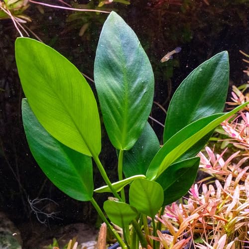 Ultum Nature Systems Anubias Heterophylla Tissue Culture Live Plant for Aquarium, Aquascape, Freshwater Fish Tanks - 100% Snail Free in Vitro - color: Anubias Heterophylla