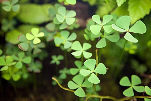 Potted Dwarf Four Leaf Clover - Easy Carpet Aquarium Plant by West Coast Aquatics