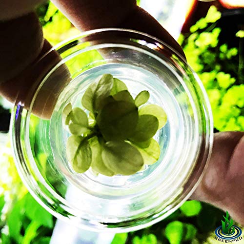 Anubias Nana Marble White Pinto Nano Mini Tissue Culture Freshwater Live Aquarium Plants Decoration