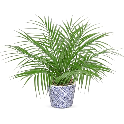 Hollyone Large Artificial Potted Plants Fake Palm Plants 16" Faux Green Plant Plastic Tropical Palm Tree in Blue and White Ceramic Pots Bohemian for Home Room Office House Indoor Decoration - color: 16" Palm Potted-11