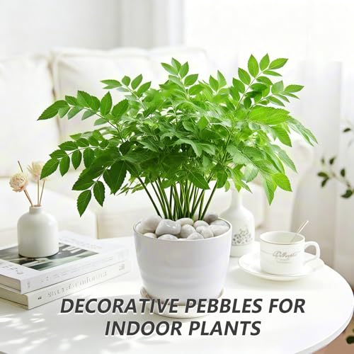 5LB White River Rocks, High Polished 1–2 inch Decorative Pebbles for Indoor Plants, Aquarium & Fish Tank Rocks, Garden Landscaping Stones, Vase Fillers, Lava Rocks for Plants & Pathway Decor