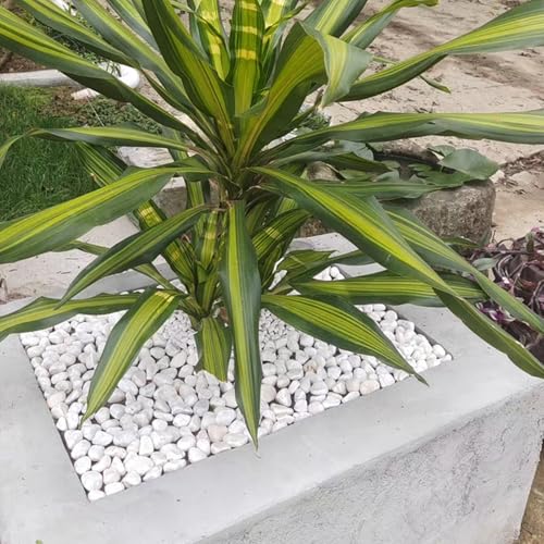 FANTIAN 20 lbs White Stones for Landscaping, 1-2 Inch Pebbles Decorative River Rocks for Plants Indoor, Vases, Aquariums Gravel, Crafting and Garden - color: White, size: 20 lbs, 1-2 Inch