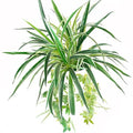 GBESTWOOW Artificial Spider Plant Hanging Vine Fake Greenery for Home Garden Office Wedding Decoreation 2pcs - size: 25 inch