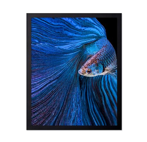 Monem Art Aquarium Fish Print - Blue Moon Poster - Siamese Fighting Fish Art - Animal Photography Wall Decor - Living Room or Office Decor - 12x16 Unframed Wall Art by Andi Halil - color: Style-04, size: 12"L x 16"W