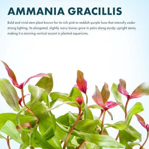 SubstrateSource Live Aquarium Red Stem Plants - Freshwater Aquatic Plant for Fish Tanks, Aquascaping - (Ammania Gracilis, 1 Bunch) - color: Ammania Gracilis, size: Lead Bunch - 1 Pack
