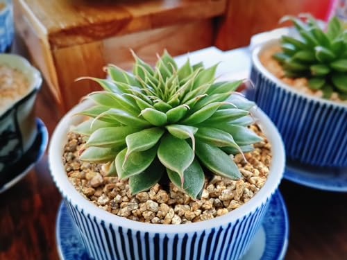 Boniosz 2lb Succulent and Cactus Maifanitum Stones, Décor & Additive Rocks,DIY Rocks Gravel for Bonsai, Fairy Gardening, Vases Fillers, Terrarium - color: Maifanitum, size: 2lb