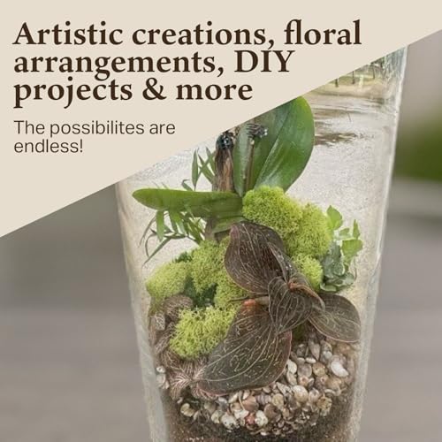 Preserved Reindeer Moss - Moss for Crafts, Home Decor, Art, Design & DIY Projects - Non-Toxic - USA Made (Spring Green, Medium) - color: Spring Green, size: Medium