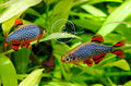Swimming Creatures™ Most Popular Freshwater Aquarium Fish Collection, Live (6 Galaxy RASBORAS)