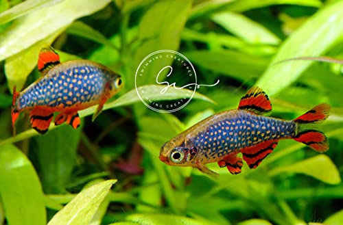 Swimming Creatures™ Most Popular Freshwater Aquarium Fish Collection, Live (6 Galaxy RASBORAS)