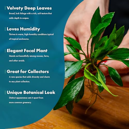 SubstrateSource Live Jungle Plant - Homalomena sp. 'Sekadau South' - Easy Care, Low to Medium Light, Green Accent, Freshwater Terrestrial Plant for Paludariums and Ripariums - Pot - color: Homalomena Sp. Sekadau South, size: Pot
