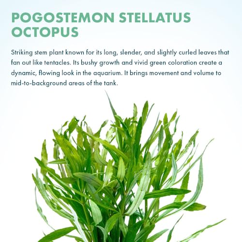 SubstrateSource Live Aquarium Stem Plants - Pogostemon Stellatus Octopus Live Aquarium Plant - Natural Aquatic Freshwater Fish Tank Plants (1) - color: Eusteralis Stellata, size: Lead Bunch - 1 Pack