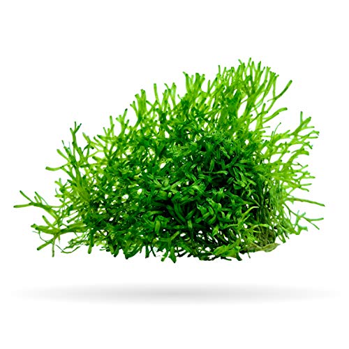 Riccia Fluitans Crystalwort Live Aquatic Plant for Aquarium