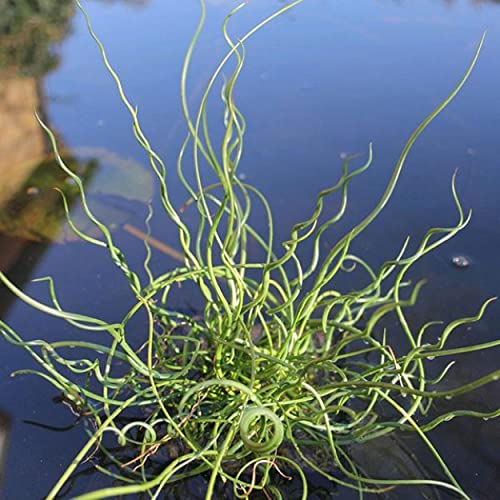 Chalily Corkscrew Rush, a Great Live Pond Plant for Your Water Garden. Filters The koi and Goldfish Pond. Good for Bogs, Plant Shelf or Shallow Water This marginal Aquatic is a Real Beauty - color: Corkscrew Rush