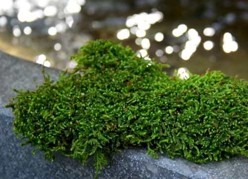 SuperMoss (21485) Sheet Moss – Flat Moss for Plants, Terrariums, Wedding Decor & Crafts, Safe, Non-Toxic, Long-Lasting Green Moss for Indoor Plants, Vivariums & Green Wall Art, 175 Cu. in., Preserved