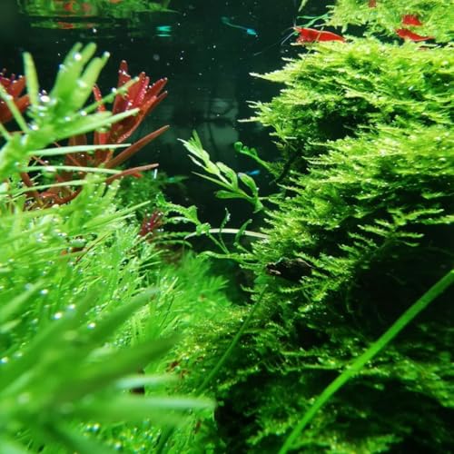 Java Moss Freshwater Live Aquarium Plants on Driftwood Perfect Natural Decor Fish Tank Decoration