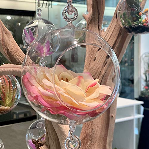 WGV Hanging Terrarium Globe, Width 4", Height 6", Double Hook, DIY Air Succulent Planter, Clear Glass Vase Orb, Candle Holder for Windowsill Outdoor Garden Decor, 6 Pieces Bulk - size: 4" Double Hook