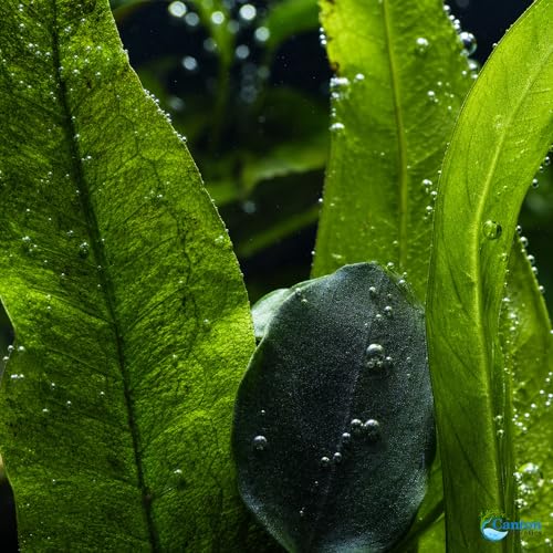 Assorted Mixed Plant Bundle - Live Aquarium Plant - Freshwater - Low | Medium | High Light