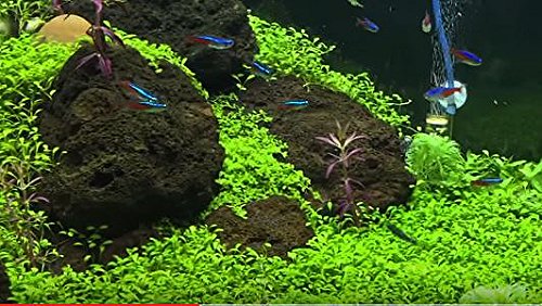 Micranthemum Monte Carlo Potted Live Aquarium Plants for Freshwater Carpet Foreground Fish Tank