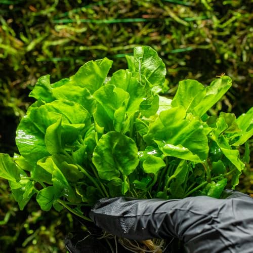 SubstrateSource Live Plant - Japanese Cress (Cardamine lyrata) - Easy to Moderate Care, Medium to High Light, Bright Green Accent, Freshwater Aquatic Plant for Aquascaping - Lead Bunch - color: Cardamine Lyrata, size: Lead Bunch - 1 Pack