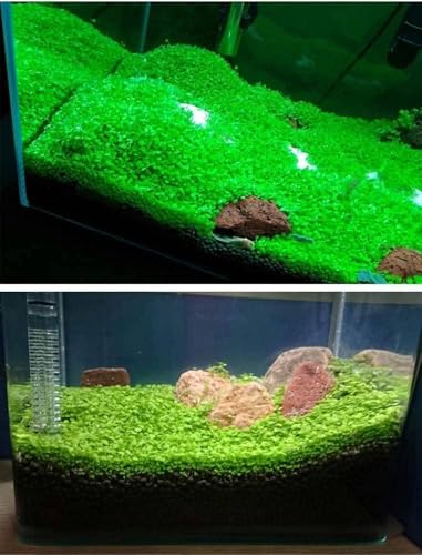 3 Pack Freshwater Aquarium Decor, Easy Growing Dwarf Carpet for Fish Tank/Terrarium, Natural Aquatic Plant Growth Material (Love Grass) - color: Love Grass