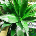 Dracaena Sanderiana Green 3 Bundles Lucky Bamboo Freshwater Live Aquarium Plants Background Fish Tank Decoration
